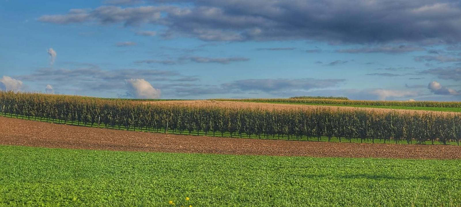Hoeve Hofgaarde Heers المظهر الخارجي الصورة