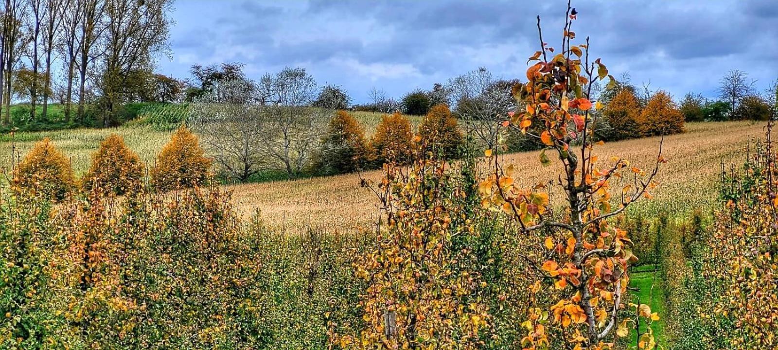 Hoeve Hofgaarde Heers المظهر الخارجي الصورة